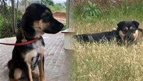 中國搜救犬「黑崽」遭狗肉販迷昏殺害。（圖／翻攝畫面）