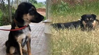 搜救犬「黑崽」遭殺害　市場肉賣光剩殘肢