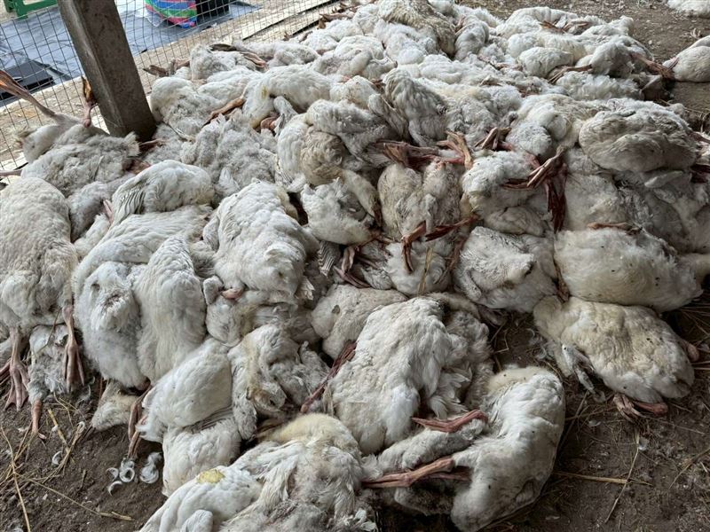 雲林縣四湖鄉一處養鵝場，鵝隻確診H5N1亞型高病原性禽流感。（圖／取自雲林縣政府官網）