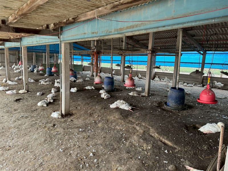 1626隻鵝被撲殺。（圖／取自雲林縣政府官網）