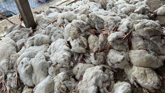 雲林爆H5N1禽流感！1626隻鵝全被撲殺