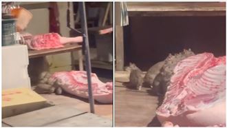 10鼠大嗑豬肉全家餐畫面曝　她見1幕崩潰