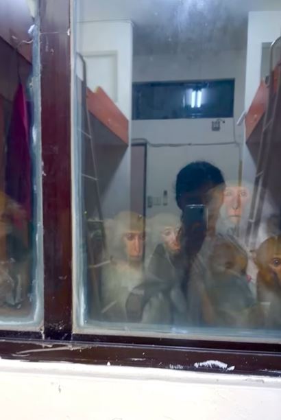 女學生回宿舍，一開房門，驚見猴群一家六口，坐在窗外凝視屋內，目擊女大生立刻拍下驚人的一幕PO網。（圖／網友「Cinya的私房烘焙課」授權提供，未經同意請勿轉載）