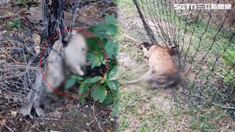 500公尺20屍…墾丁梅花鹿「鎖喉變白骨」