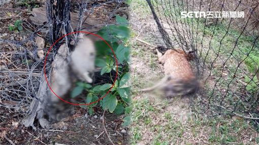 500公尺20屍…墾丁梅花鹿「鎖喉變白骨」