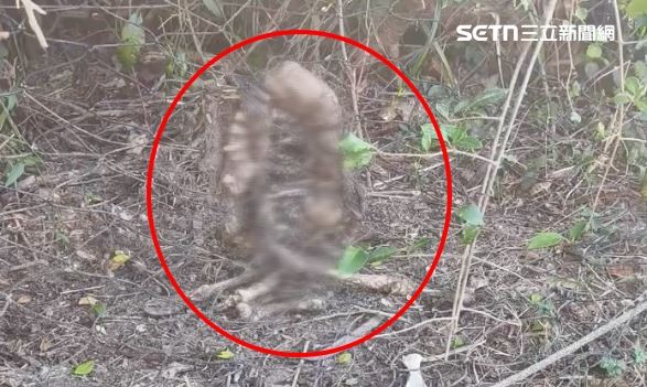 從白骨姿勢還能看出生前慘遭對折。（圖／民眾提供）