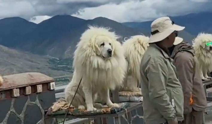 中國「付費合照藏獒」!他細看傻眼了