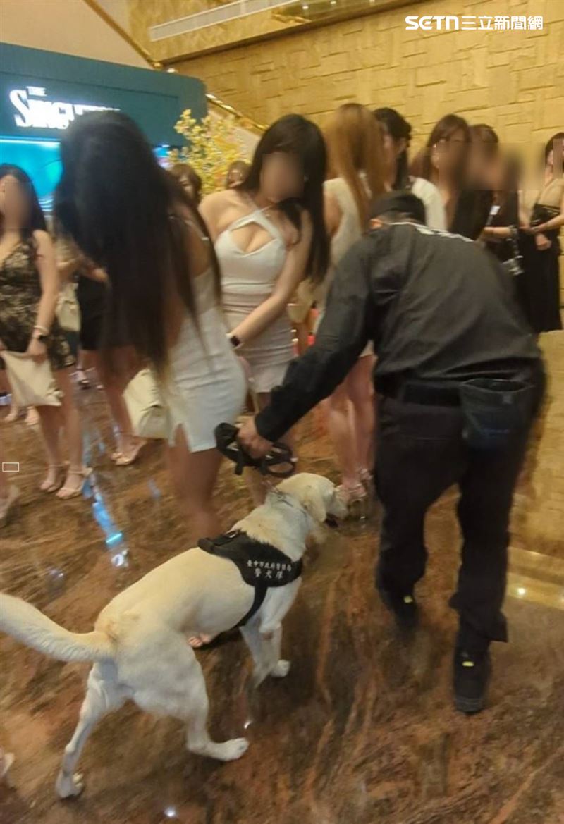 警犬隊穿梭於各包廂，仔細嗅聞舞小姐，靠靈敏嗅覺查緝不法違禁品。（圖／翻攝畫面）