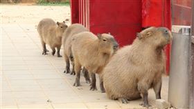 埔心牧場已營運多年，因此決定在春節連假結束後，讓園區進入一段時間的休息與整理。（圖／翻攝自埔心牧場臉書）