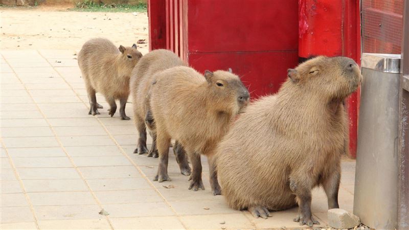埔心牧場已營運多年，因此決定在春節連假結束後，讓園區進入一段時間的休息與整理。（圖／翻攝自埔心牧場臉書）