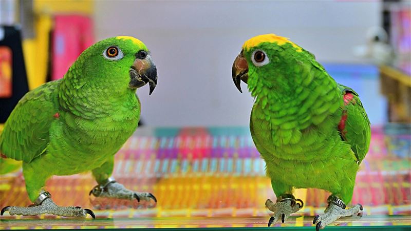 新／傲嬌鳥開金口！他聽暗示「中大獎」