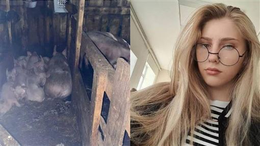 17歲女遭性侵棄豬欄！被群豬啃食放血慘死
