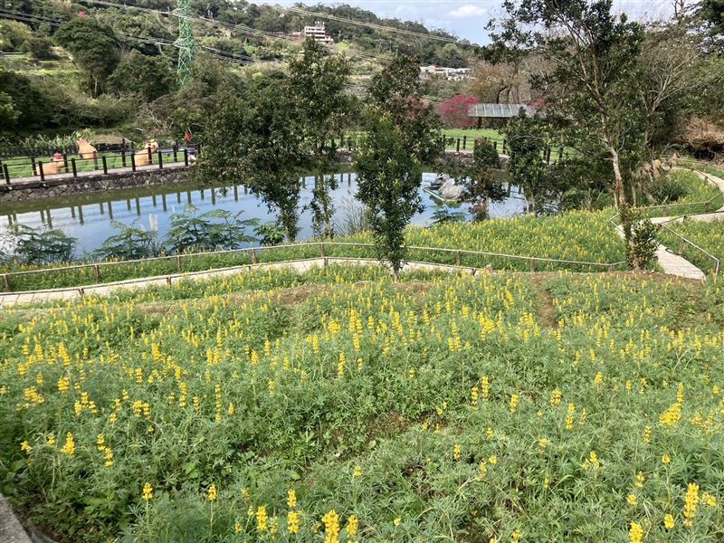 貓空山區樟樹步道的年度重頭戲─魯冰花花季正式登場。（圖／台北市府提供）