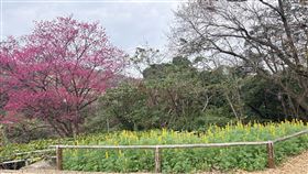 貓空山區樟樹步道的年度重頭戲─魯冰花花季正式登場。（圖／台北市府提供） 