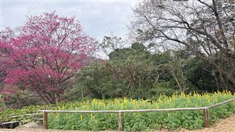 魯冰花海來了！貓空樟樹步道變身金黃仙境