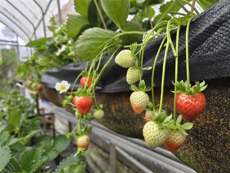 春節連假恰逢內湖白石湖社區草莓盛產，滿山鮮紅欲滴的草莓正是最紅火的走春首選。（圖／台北市府大地處提供）