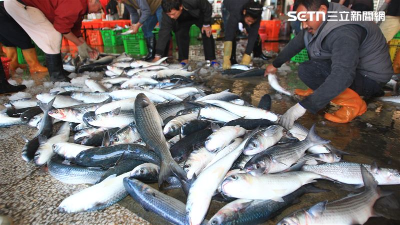 台灣野生捕撈烏魚的榮景因為氣候暖化很難再現。（圖／記者王乙徹攝影）
