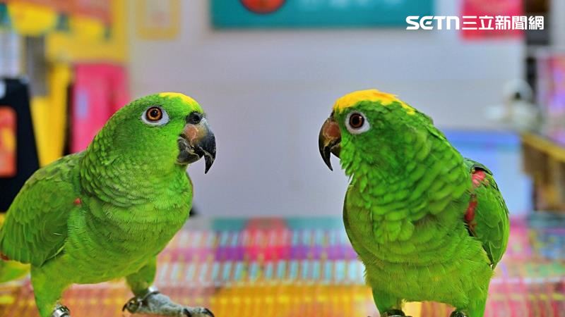 鸚鵡開金口講1句話！苗栗男就刮中100萬