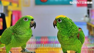 鸚鵡開金口講1句話！苗栗男就刮中100萬