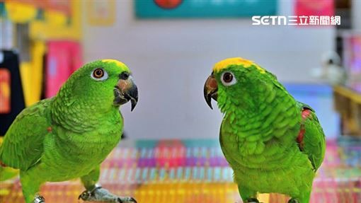 鸚鵡開金口講1句話！苗栗男就刮中100萬