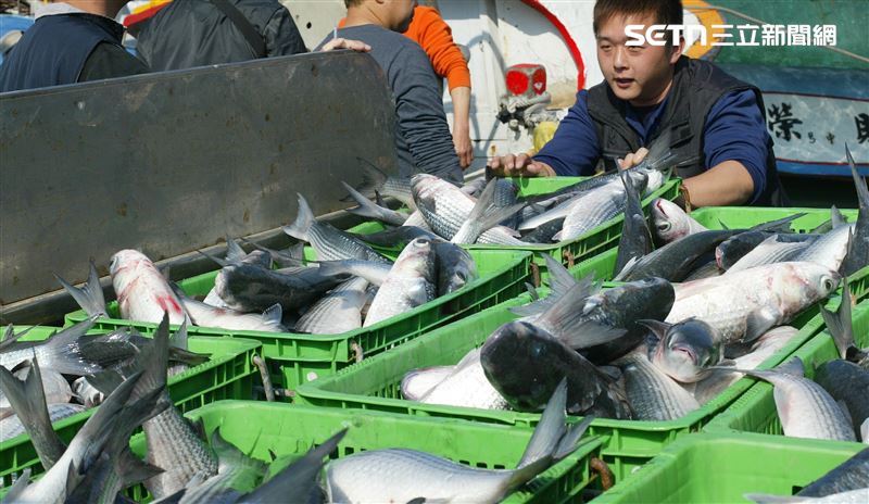 台灣近年來因為洄游烏魚數量大幅降低，進口烏魚卵取代成為曬製烏魚子的主要材料來源。（圖／記者王乙徹攝影）