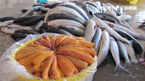 獨／數據揭露漏洞　進口與走私遠超過捕撈