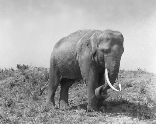 《他從遠方來》是一個女兒記錄父親的打仗壯遊史，談老兵的故事催淚動人，從前圓山動物園的鎮園之寶大象林旺，竟是作者父親的老戰友。（圖／羅超群攝影 羅廣仁典藏提供）