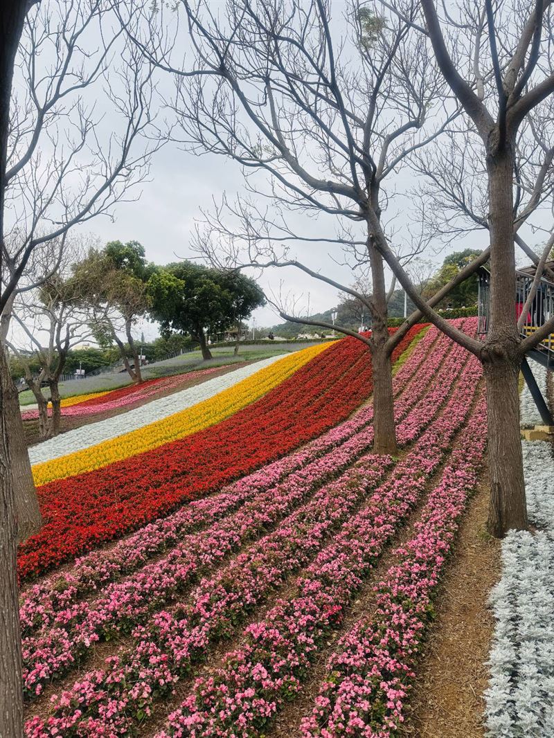 北投三層崎花海。（圖／陽明山公園管理所提供）