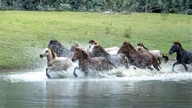 馬。（圖／翻攝自pexels）