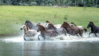 馬年春節財位布局　最重兩事、避六大禁忌