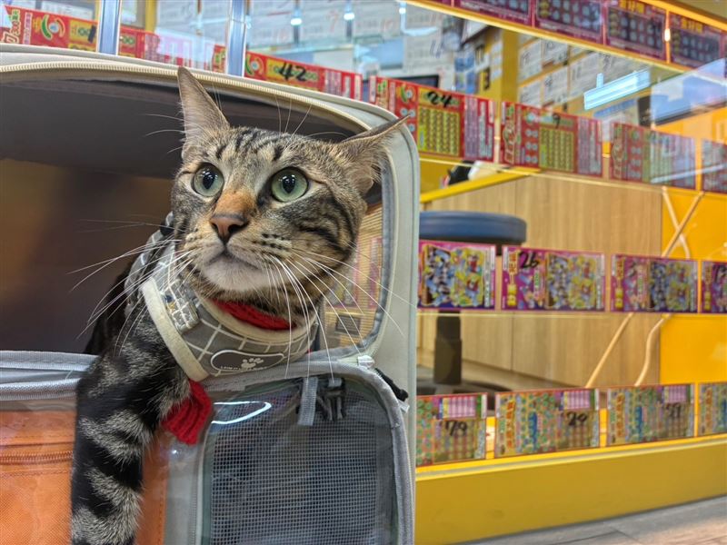 刮刮樂奇蹟連發！台中男大生救黑貓，靠ChatGPT指路刮中百萬；台東貓主子暴衝狂抓櫃檯，竟替阿嬤「抓」出百萬大獎！苗栗情侶剛求婚就中百萬，嗨喊「原地結婚」還發紅包；雲林超淡定熟女刮走200萬頭獎，神準印證老闆「馬上有錢」春聯。快來吸財氣！（圖／台灣彩券提供）