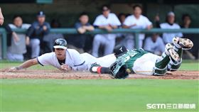 WBC台灣隊練習賽，右外野手邱智呈靠吳念庭的高飛犧牲打撲回本壘得分。（圖／記者劉彥池攝影）