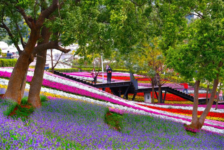 北投的「三層崎花海」擁有「台版富良野」美稱。（圖／臺北市政府觀光傳播局）