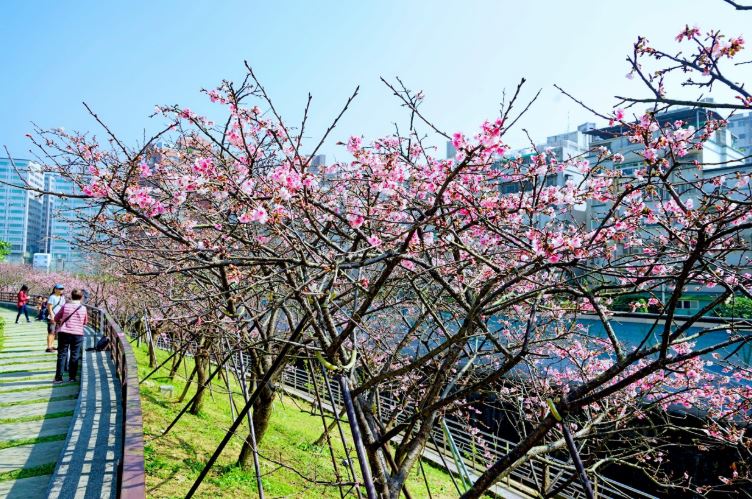 內湖樂活公園能近距離欣賞盛開的櫻花。（圖／臺北市政府觀光傳播局）