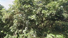 桃園,樹林,龜山,配偶（圖／翻攝自Google Map）