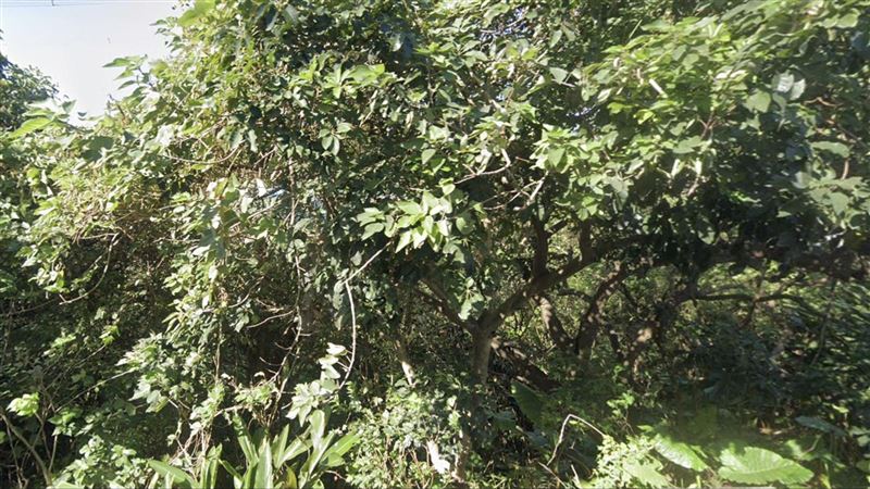 6旬翁詭陳屍樹上 陸妻嗆:誰動屍告死誰