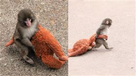 Panchi君抱著娃娃學習回歸猴群。（圖／取自X）