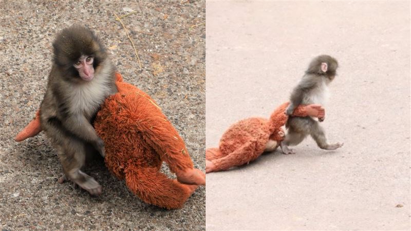 小猴「娃娃不離身」萌翻!背後心酸原因曝