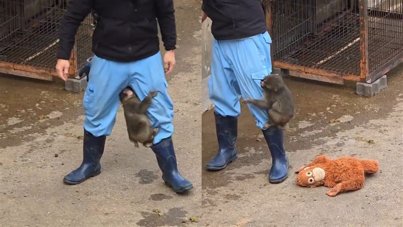 飼養員一進到園區，Panchi君就抱著飼養員的大腿不放。（圖／取自X）