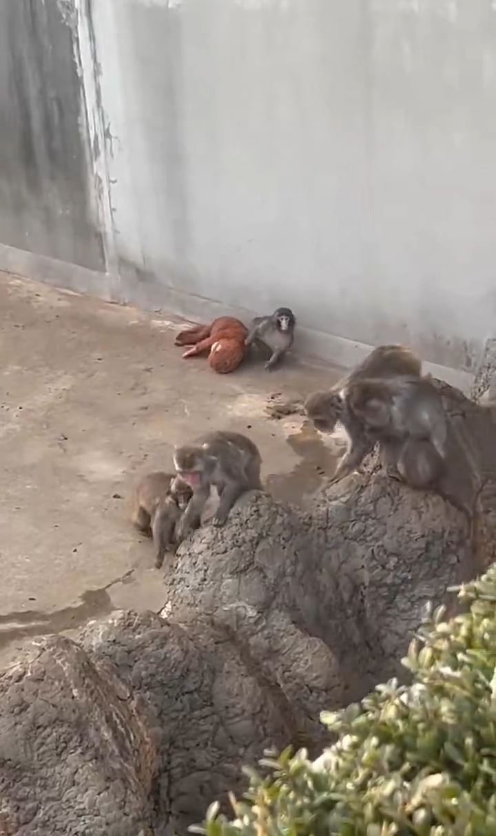 Panchi君帶著娃娃的身影在猴群中特別醒目。（圖／取自X）