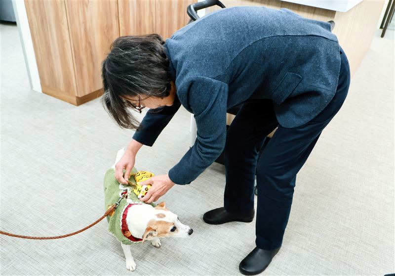 高雄市長陳其邁送上「超人力霸王」提燈給前總統蔡英文，另外還準備「蜜柑萌虎」做為新年禮物！（圖／蔡英文辦公室提供）