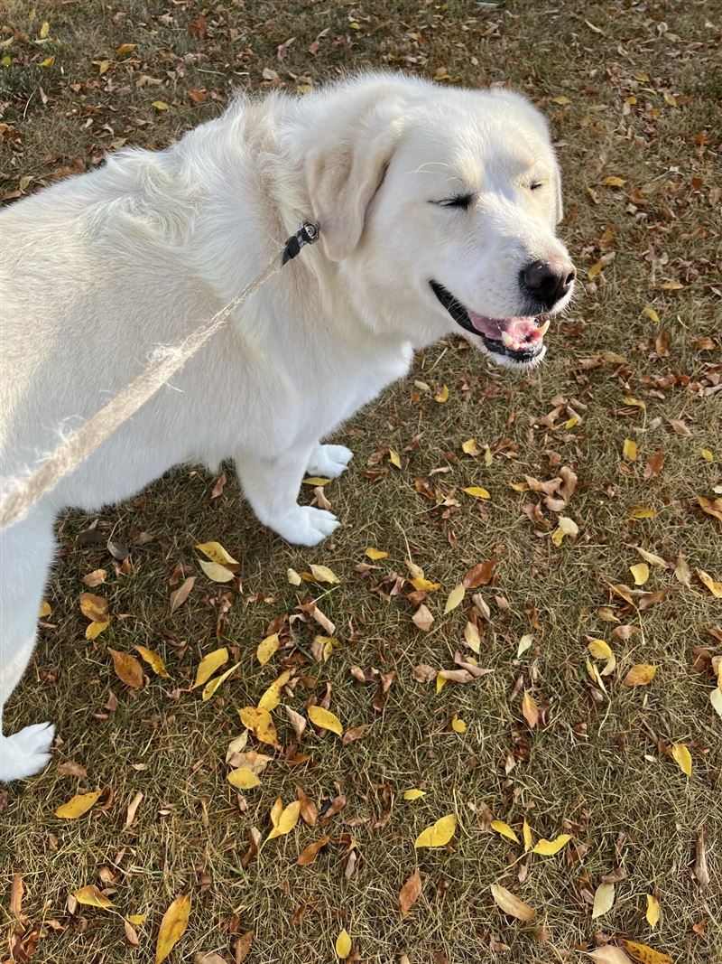 原PO直呼，這是狗狗送給她的大禮。（圖／翻攝自Threads @shaelltru）