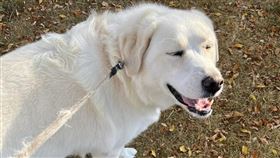 家中寵物犬咬壞老舊地毯，意外揭開下方隱藏的1950年代優質硬木地板。（圖／翻攝自Threads @shaelltru）