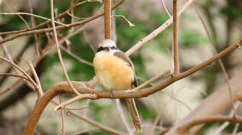 初一走春注意!97%森林火災人為釀