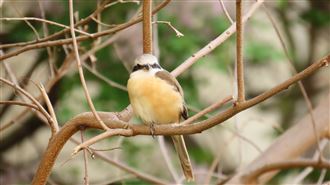 初一走春注意！97%森林火災人為釀