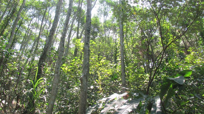 森林火災多為人為直接或間接所致，一旦發生火災，往往須動員大量人與機具救災。（圖／農業局提供）