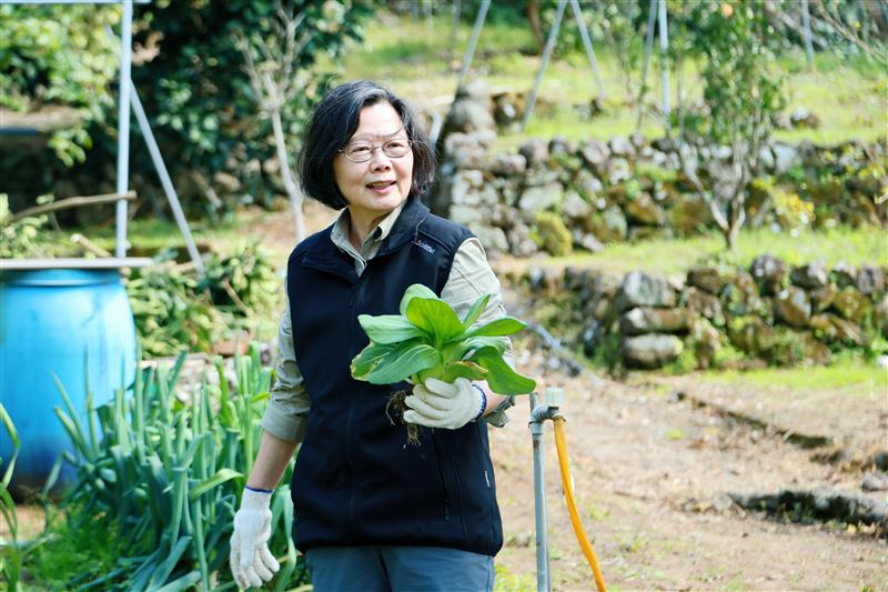 前總統蔡英文趁著過年期間走訪山上，和這陣子結交的毛小孩朋友度過幸福的點心時光，還到鄰居家的農地拔菜。（圖／蔡英文辦公室提供）
