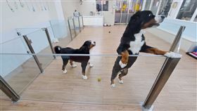 毛孩住宿環境要有良好的運動空間。（圖／動保處提供） 