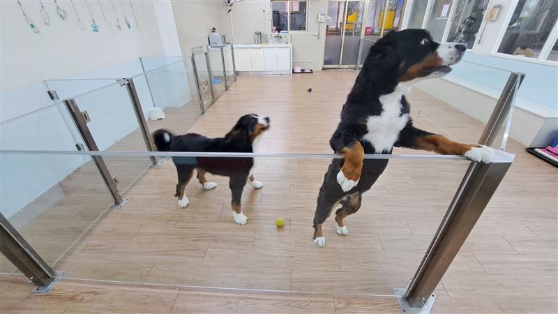 毛寶貝出遊不孤單 提醒寄養先看五大指標