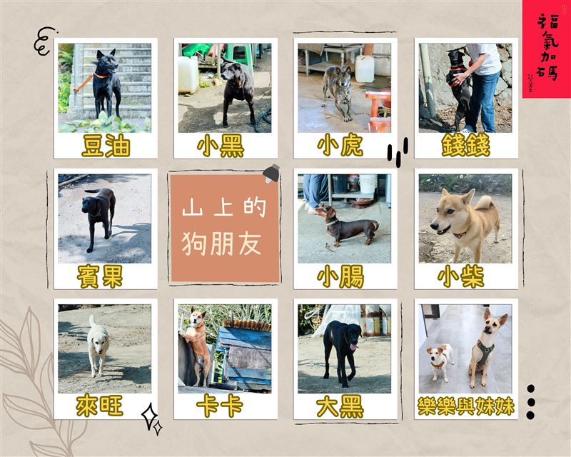 前總統蔡英文趁著過年期間走訪山上，和這陣子結交的毛小孩朋友度過幸福的點心時光，還到鄰居家的農地拔菜。（圖／蔡英文辦公室提供）